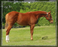 Oaklie