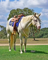 ShinersGoingBlue1lrg